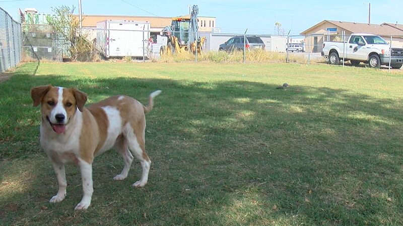 Furry Friend Friday: 3 year-old Retriever mix