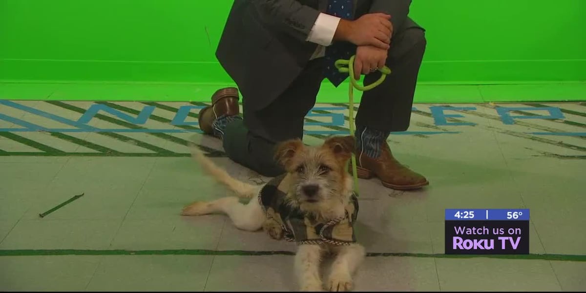 Friday Ralphieme Furry Friend Friday: Meet Ralphie