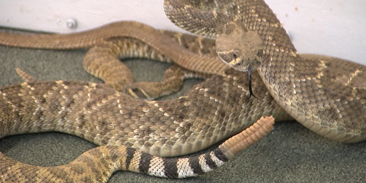 Apache ready for annual Rattlesnake Festival