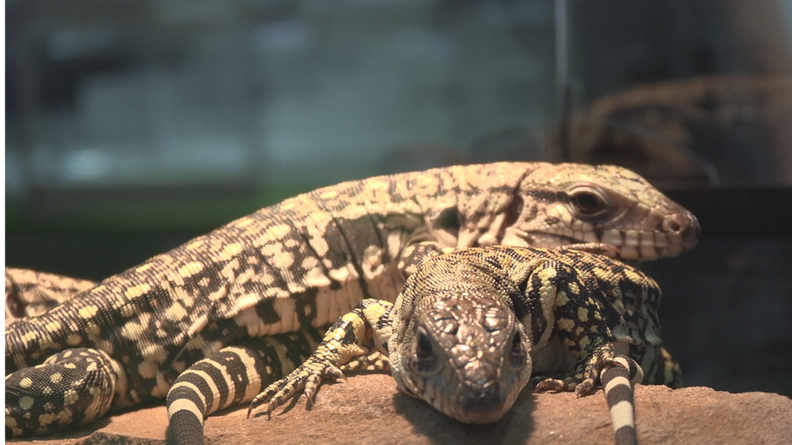 Kswo HERPS Exotic Reptile and Pet Show at Comanche County Fairgrounds