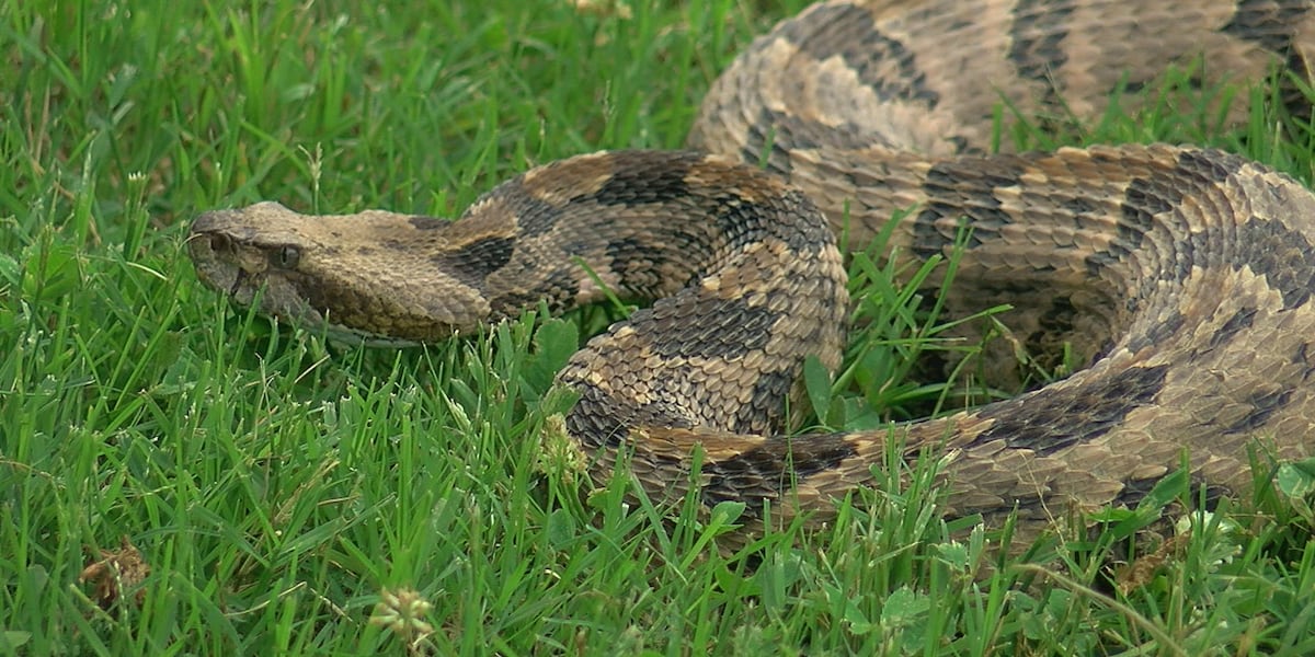 Apache Rattlesnake Festival starts Thursday