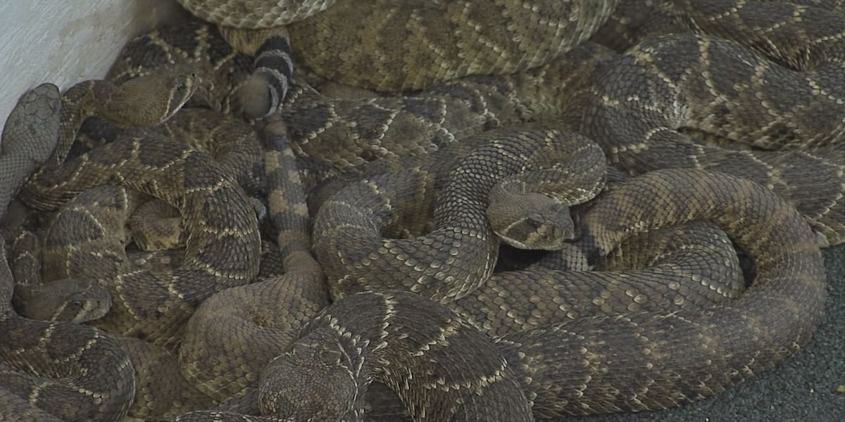 Apache Rattlesnake Festival brings benefits to the town
