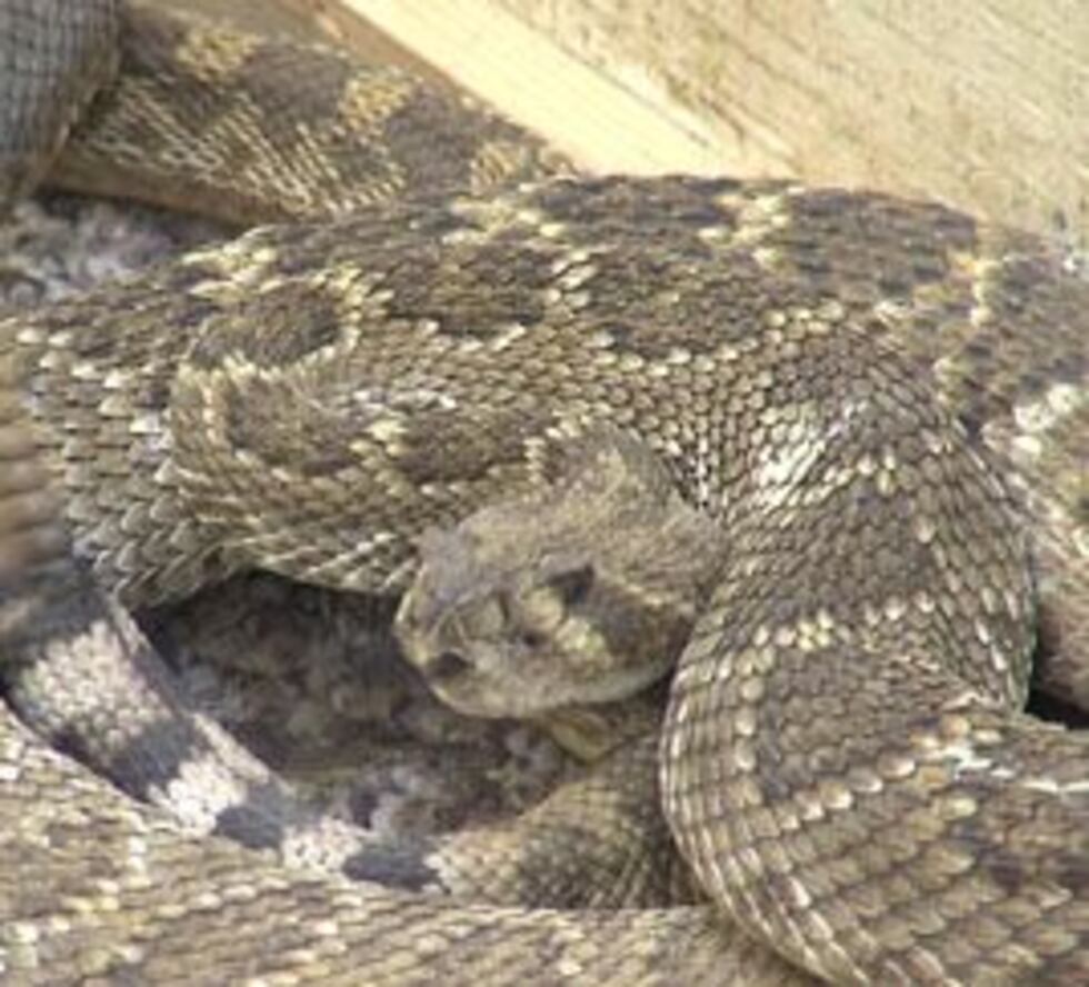 The 29th anniversary of the Apache Rattlesnake Festival is this weekend