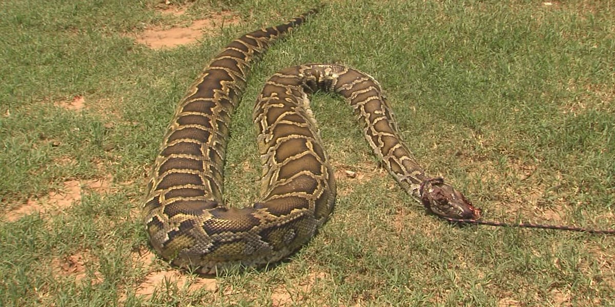 14ft Python Cement family shocked to find 14-foot python